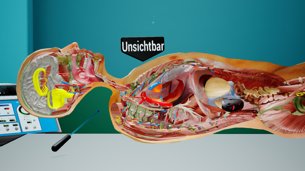 Real-time cross-section of an organ